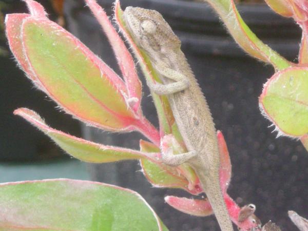 Bradypodion pumilum 4 month female
5/25/12