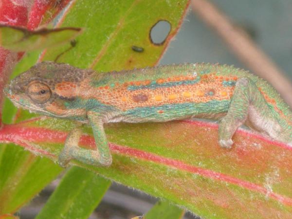 Bradypodion pumilum 4 month male
5/25/12