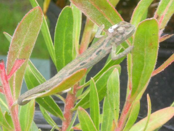 Bradypodion pumilum female 4 month
5/25/12