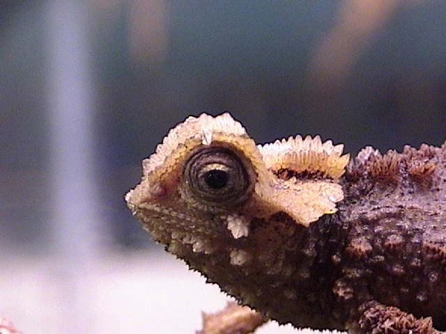 Brookesia Perarmata