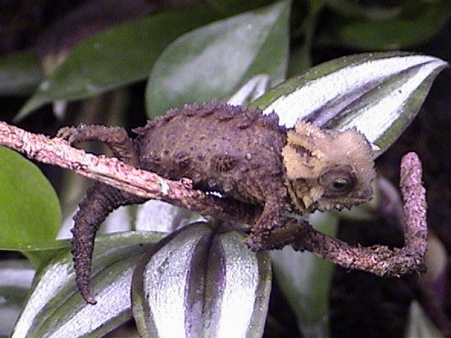 Brookesia Perarmata