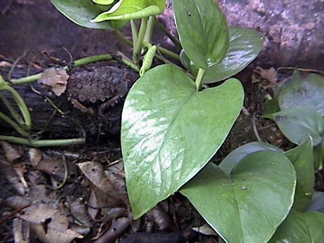 Brookesia Perarmata