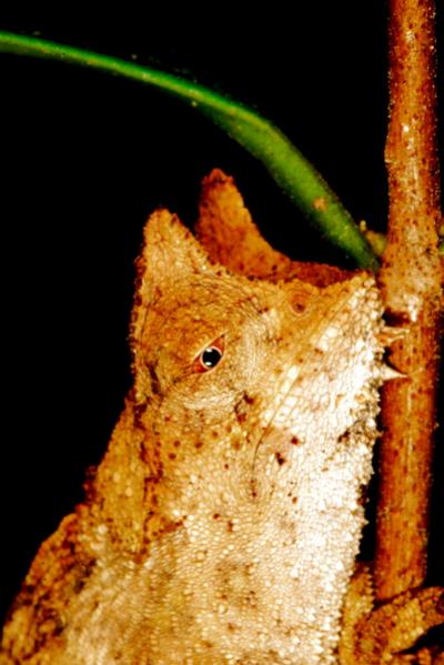 Brookesia superciliaris