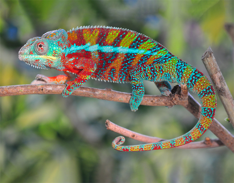 C11 - Panther Chameleon