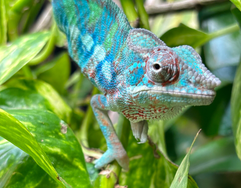 C12 - Panther Chameleon