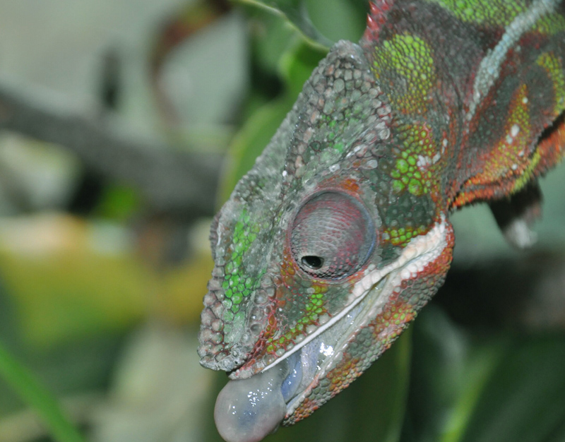 C3 - Panther Chameleon