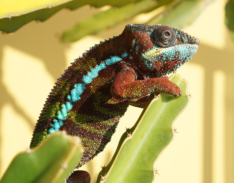 C4 - Panther Chameleon