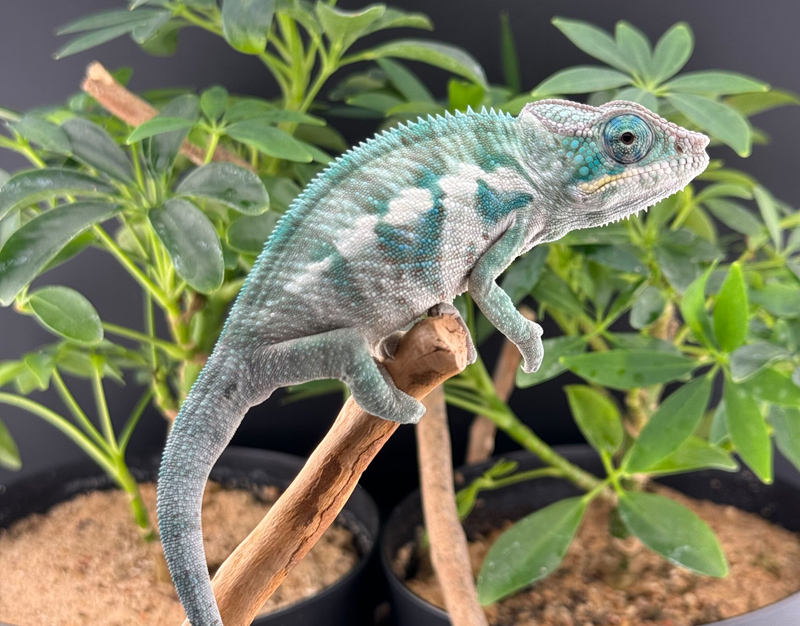 C5 - Panther Chameleon