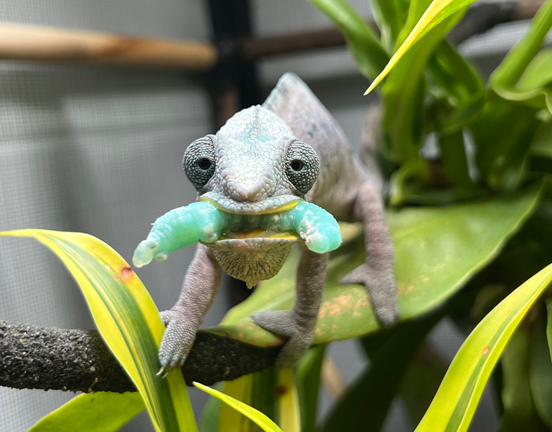 C6 - Panther Chameleon