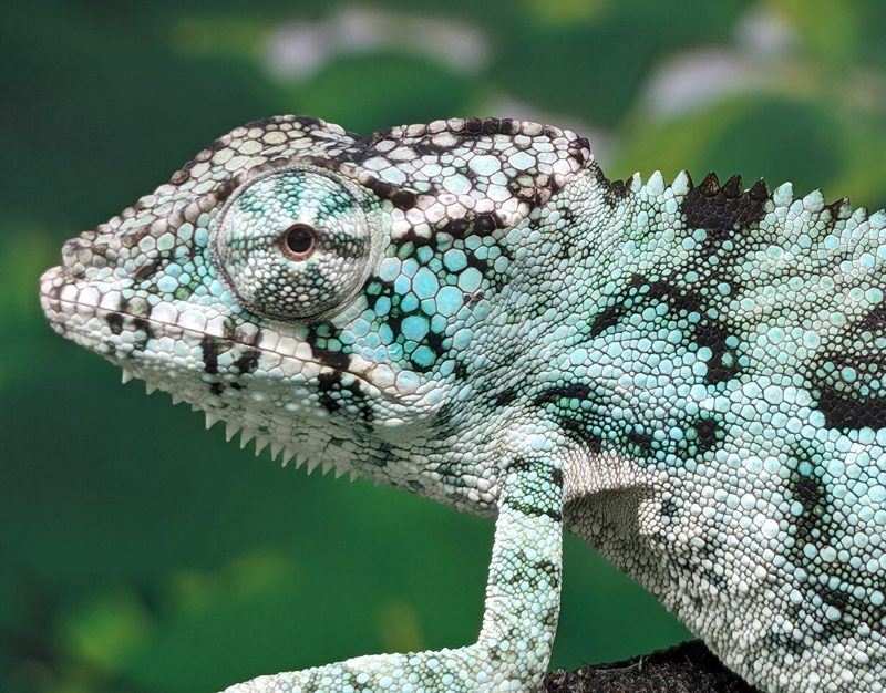 C7 - Panther Chameleon