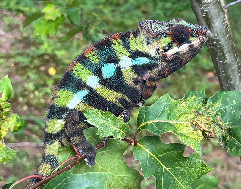 C9 - Panther Chameleon