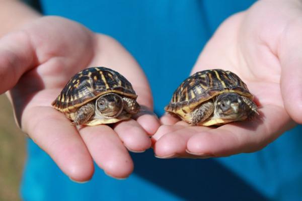 Calvin and Hobbes - baby ornate box turtles