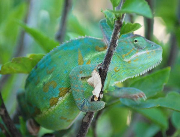 Camille getting some color at 6 1/2 months old.