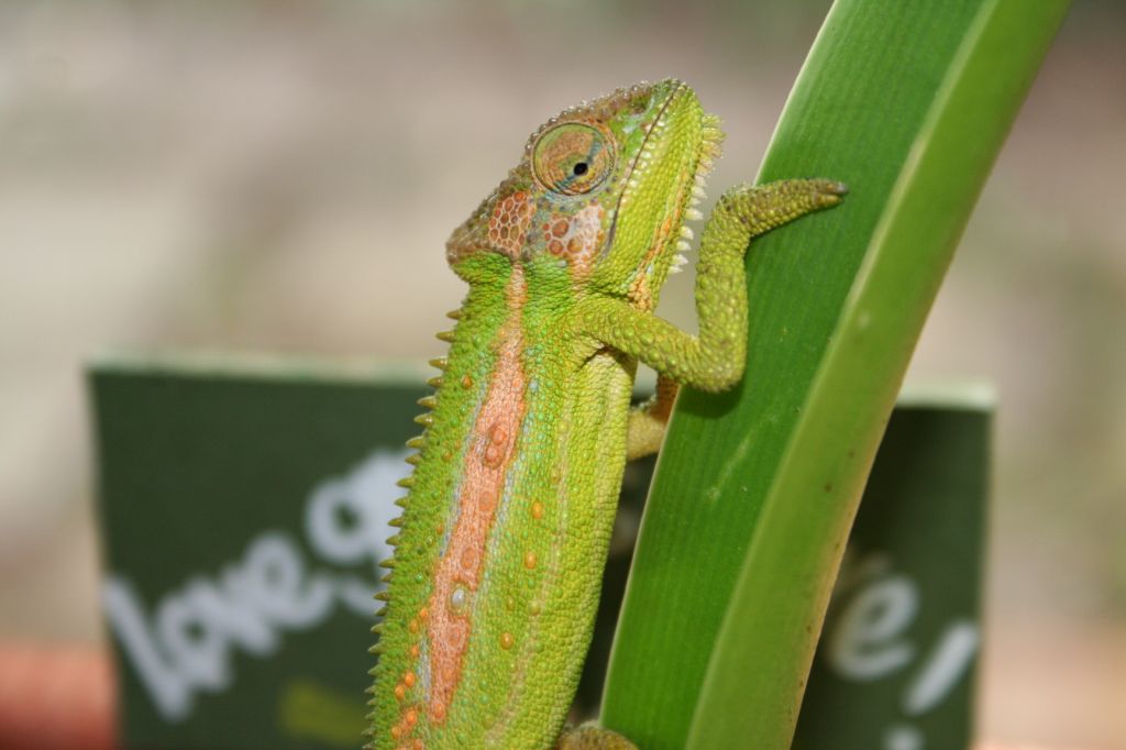 Cape Dward Chameleon Bradypodion Pumilum