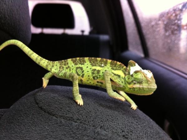 Car ride home! 2 months old. November 6, 2012