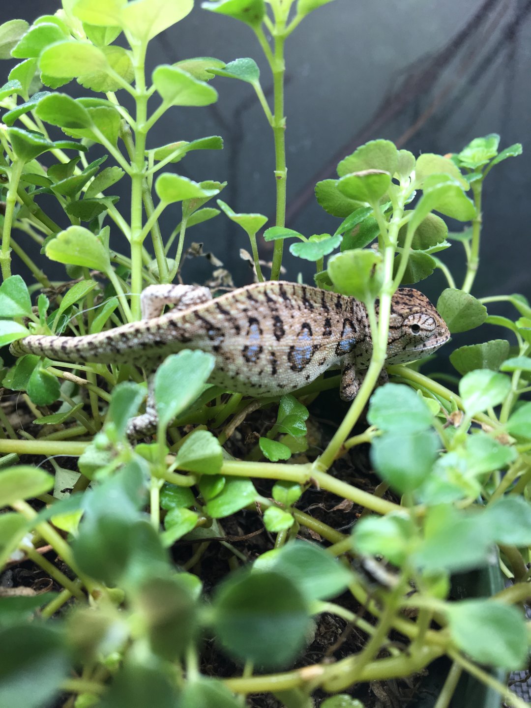 Carpet chameleon