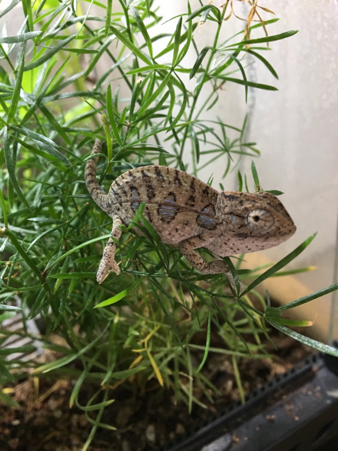 Carpet chameleon