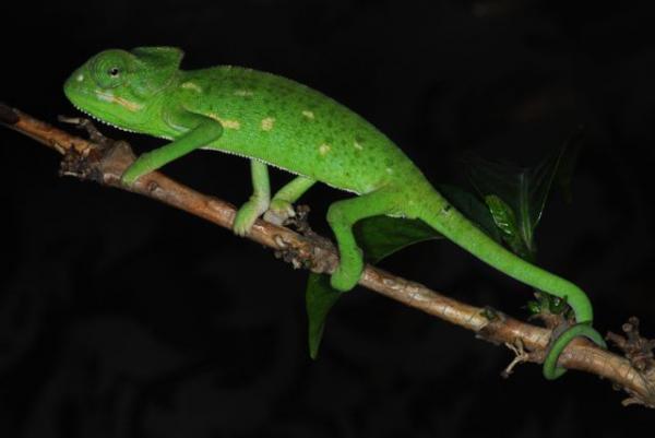 Ch. arabicus JUV Yemen Lahej oasis (1)