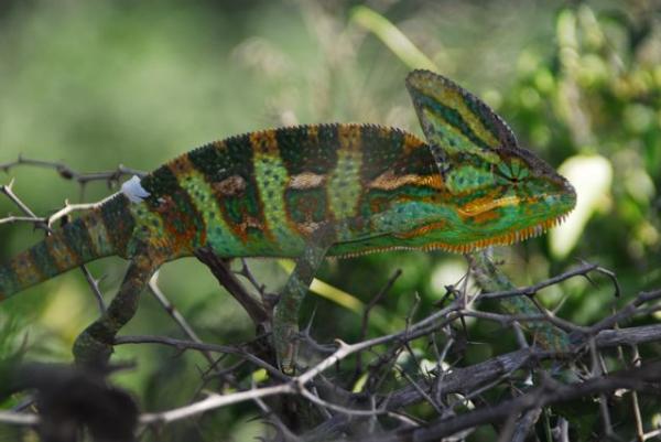 Ch. calyptratus M Yemen Taizz to Ibb (0)