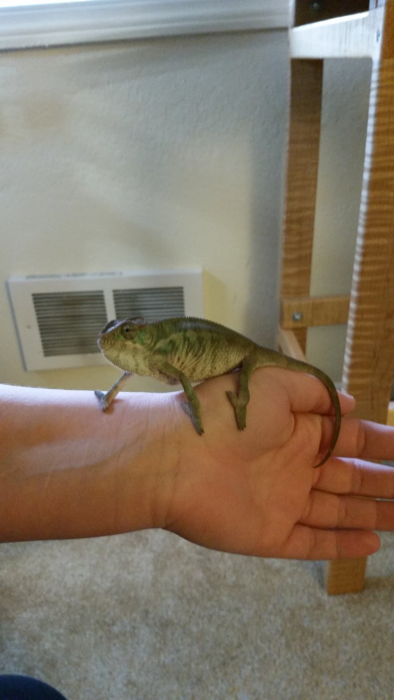 Cham about 2.5 months old!