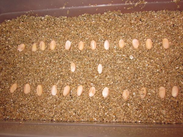 Chamaeleo africanus eggs