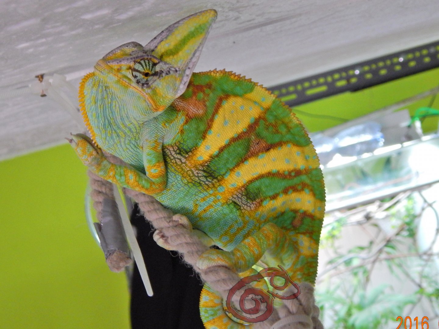 Chameleo calyptratus