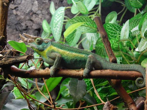 chameleo trioceros jacksonii 3