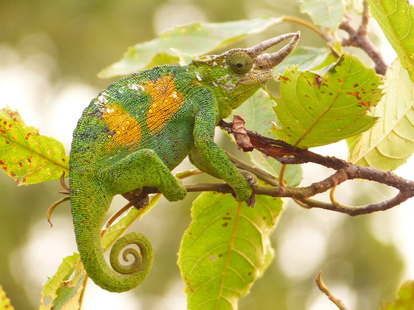 Chameleon 02 Rwenzori 3-horned male Bwindi.JPG