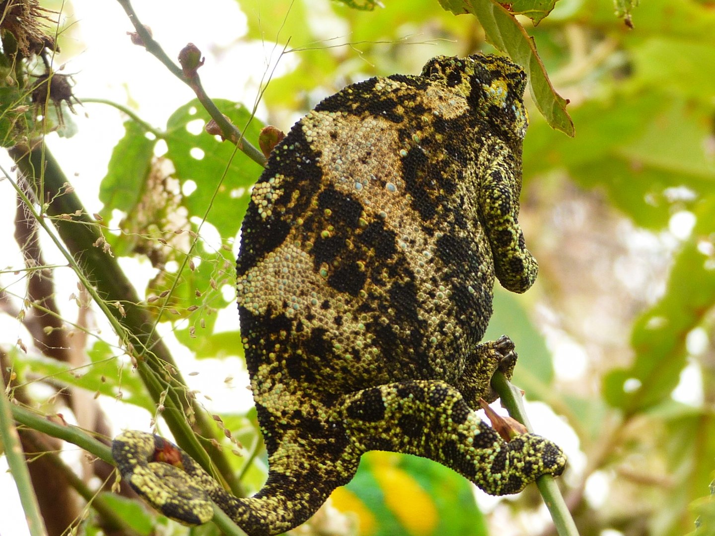 Chameleon 04 Rwenzori 3-horned female Bwindi.JPG