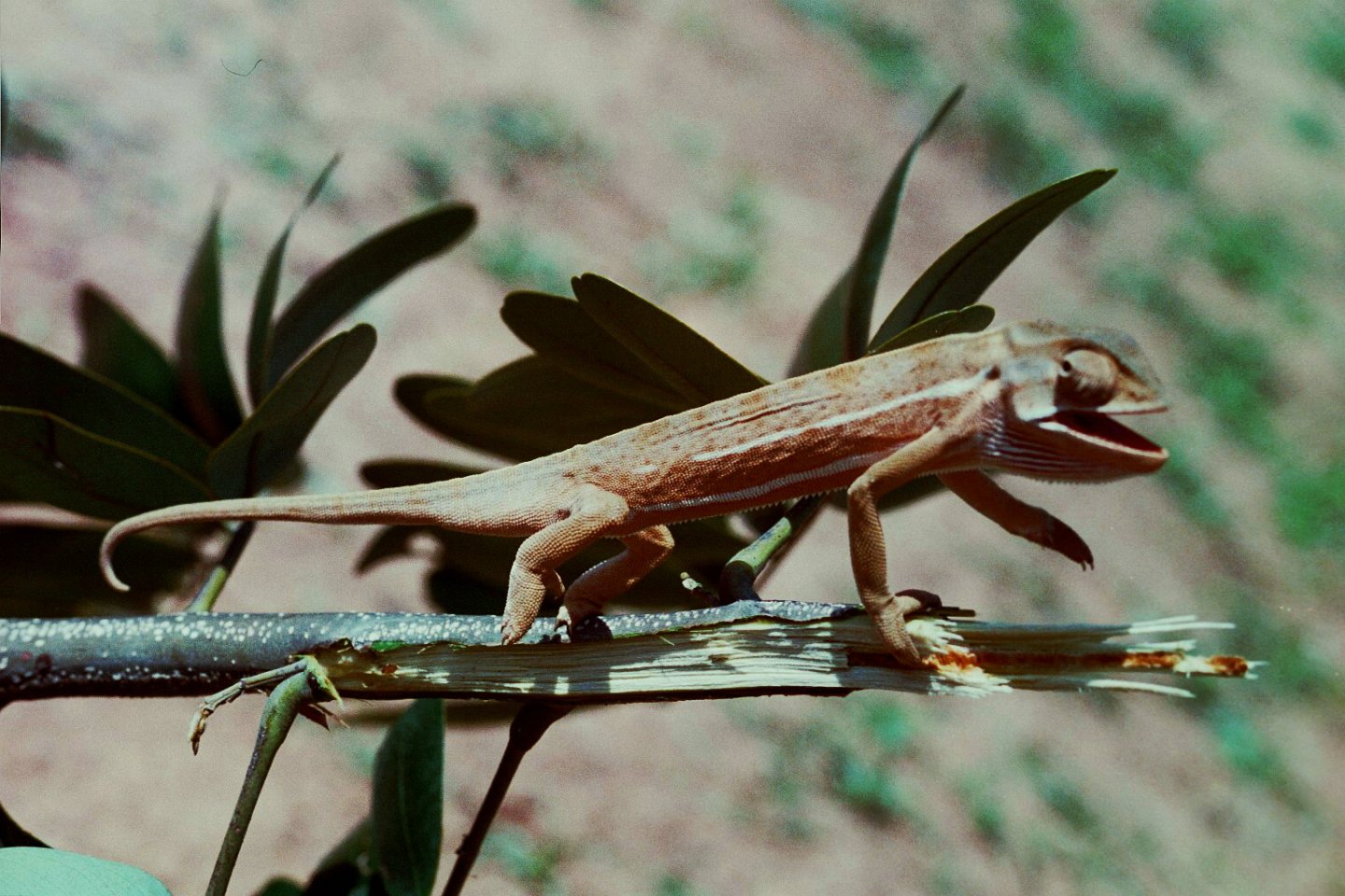 Chameleon 05 in Teso.jpg