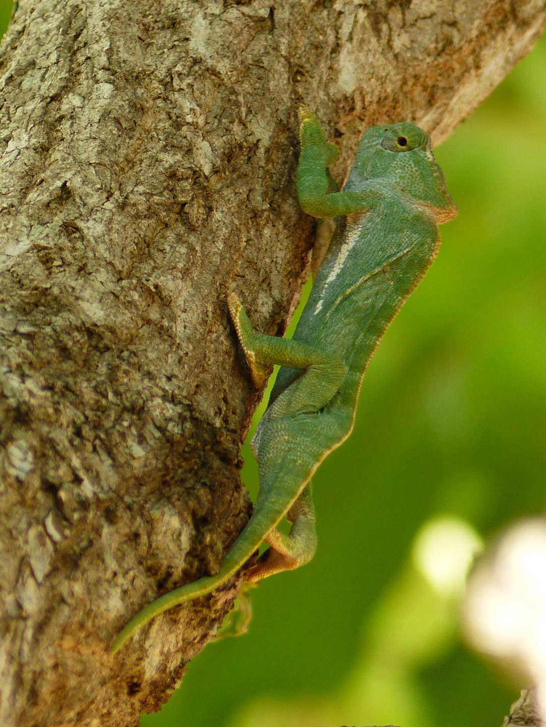 Chameleon 07, possibly Chameleo gracilis, found in Teso.JPG