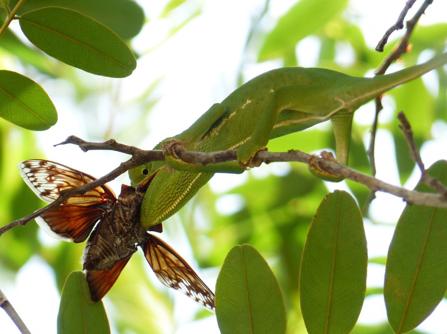 Chameleon 08 in MFNP eating a large beetle.JPG