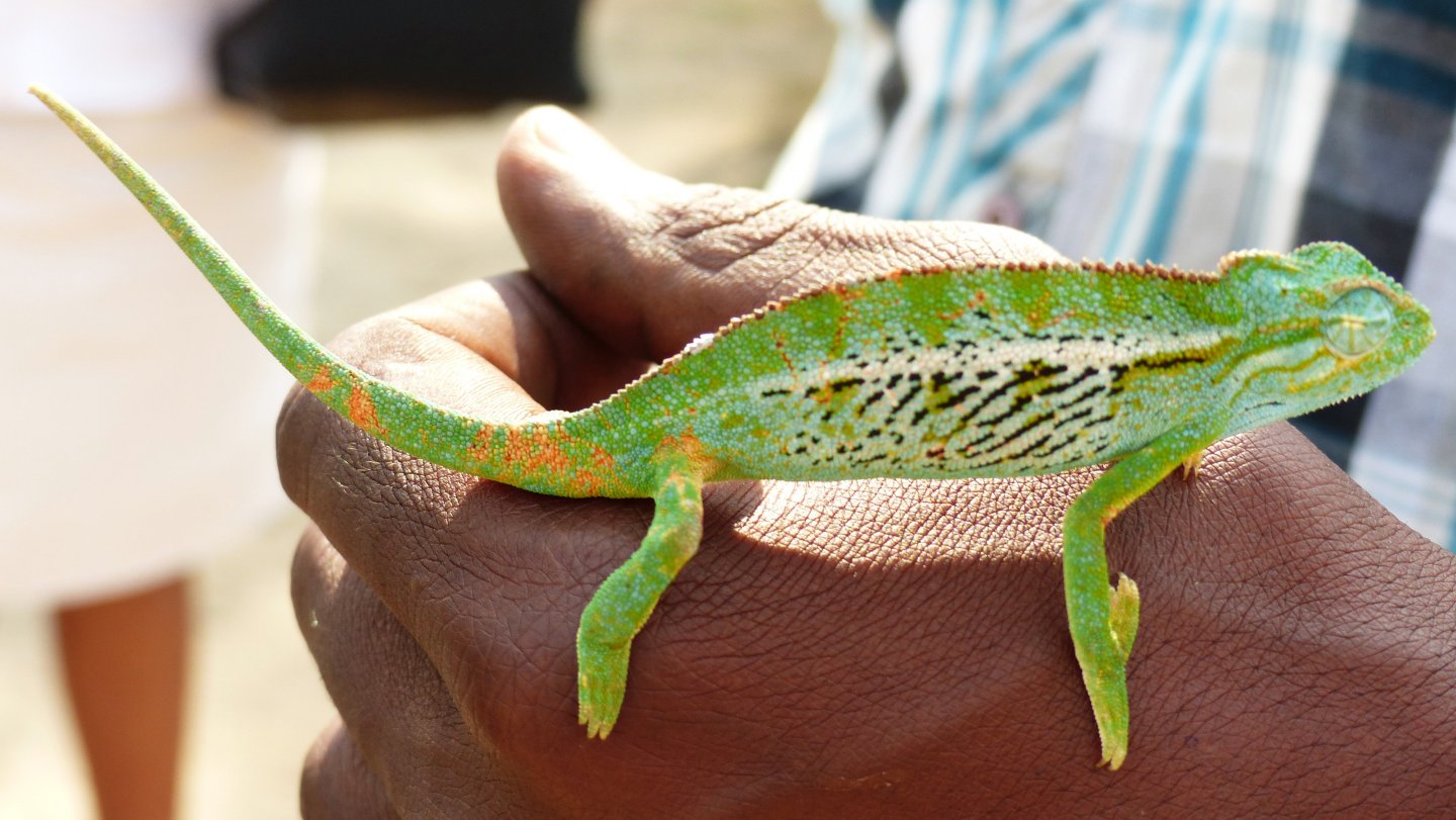 Chameleon 10 at Mweya, QENP.JPG