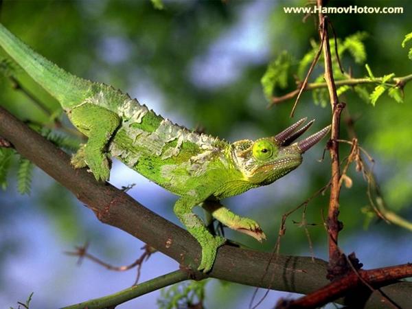 Chameleon (2)