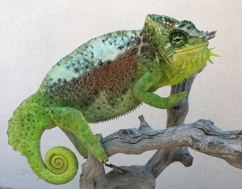 Chameleon 8