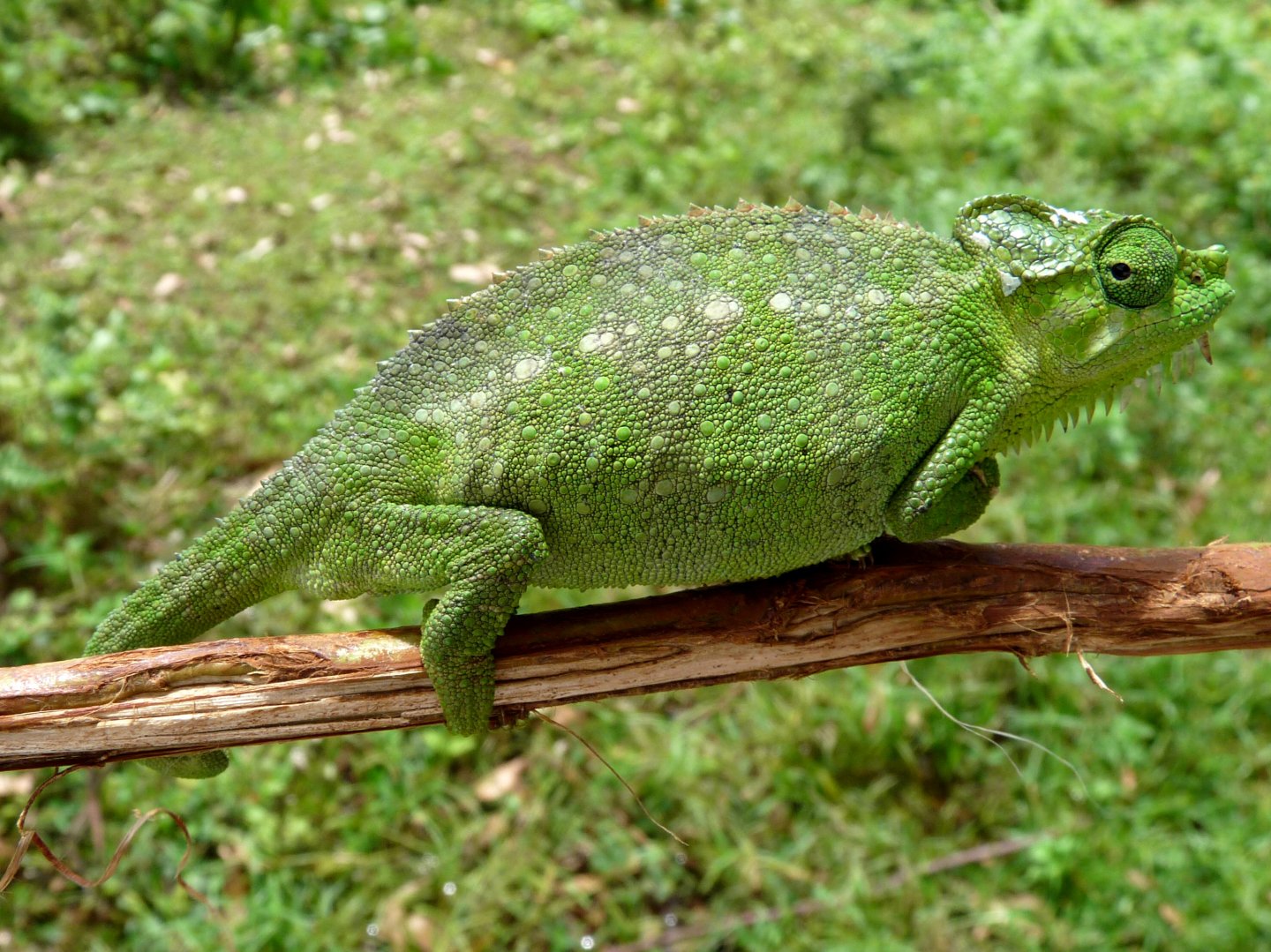 Chameleon at Sipi, Kapchorwa 01.JPG