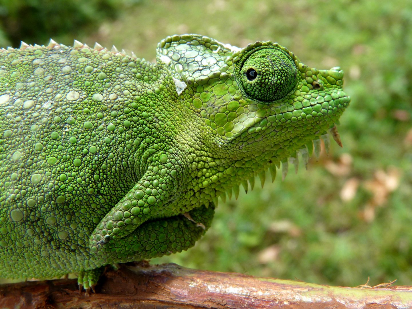 Chameleon at Sipi, Kapchorwa 02.JPG