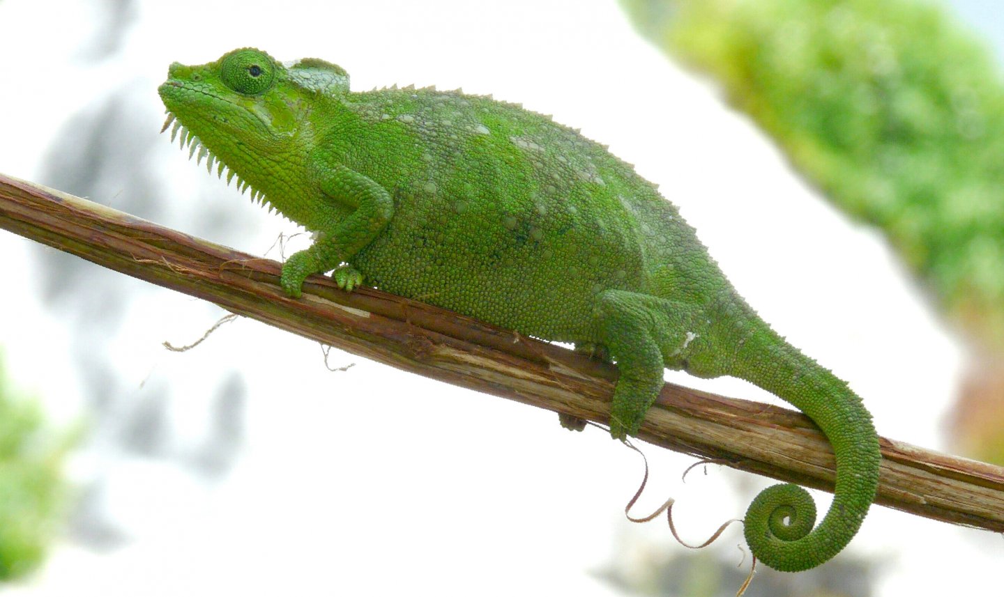 Chameleon at Sipi, Kapchorwa 04.JPG