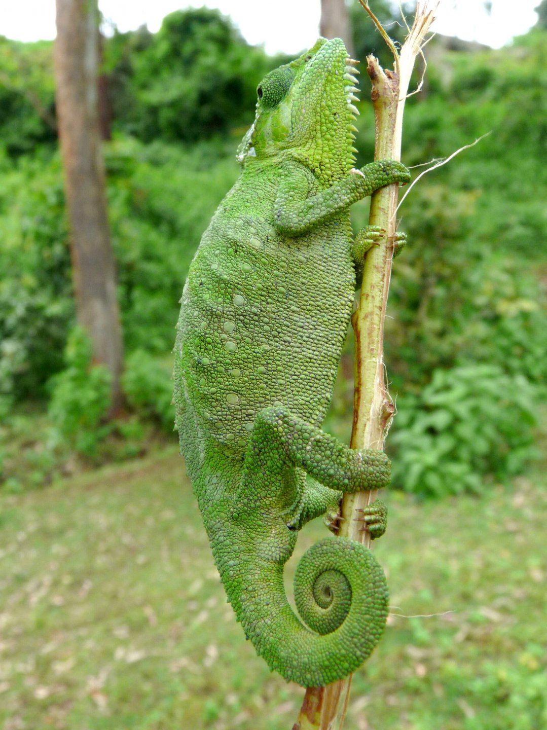 Chameleon at Sipi, Kapchorwa 05.JPG