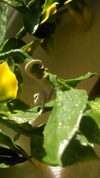 Chameleon gymnastics