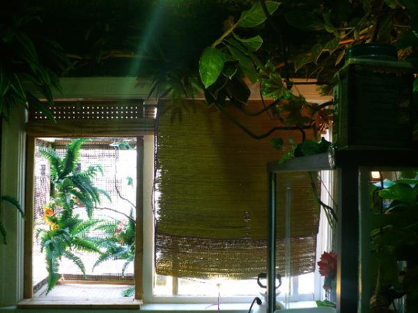 chameleon room, outdoor window cage