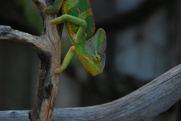 Chameleons and babies 7 23 14 487