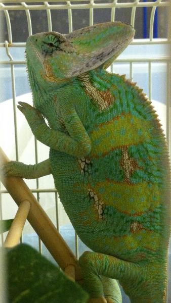 Charlie at an elementary school presentation about animal adaptation