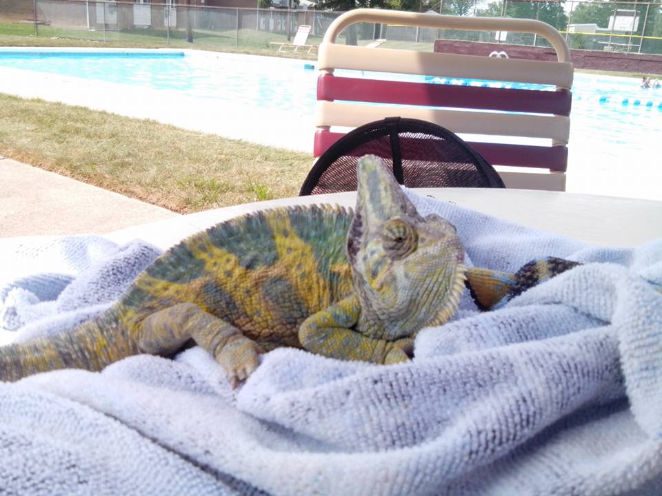 Charlie at the pool summer 2016