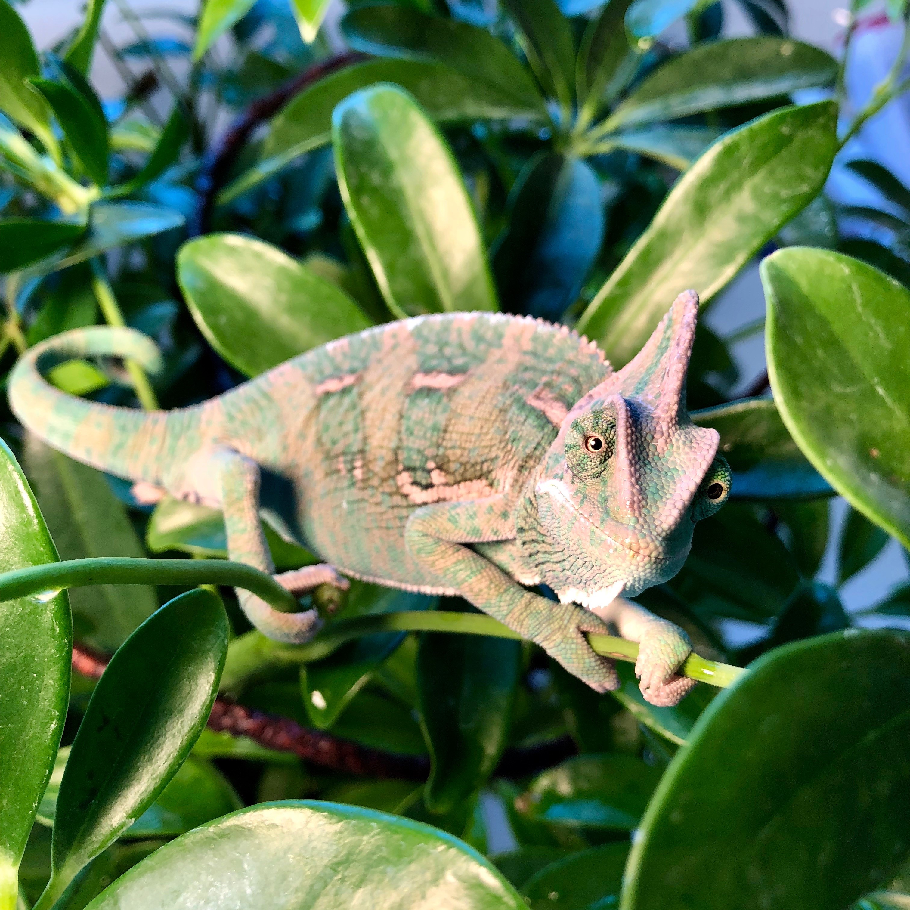 Charlie the Chameleon