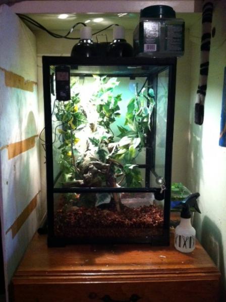 Chevy outside view. This is a ZOO MED ReptiBreeze.