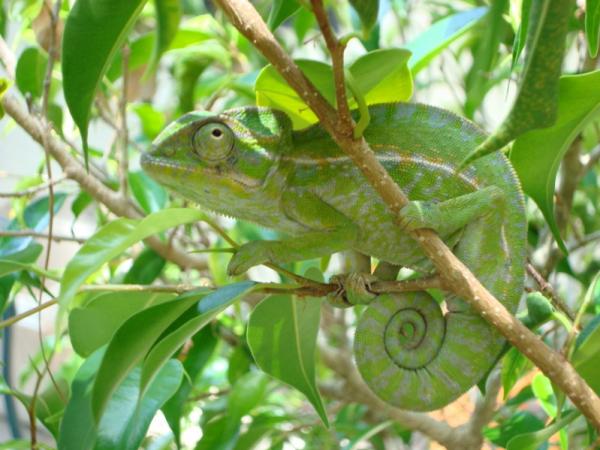 Chillin in his tree