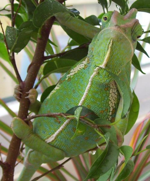 Chillin' in my tree