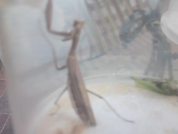 Chinese Mantis