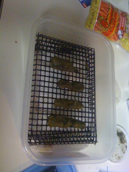 chow on grating.  Waste falls below the grating onto paper towel for easy cleaning.